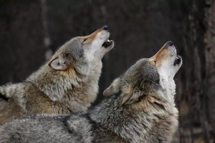 The pack may also howl in some cases. 