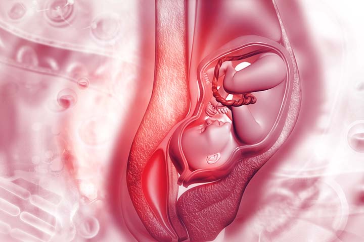 The uterus expansion and amniotic fluid buildup push the belly button out.