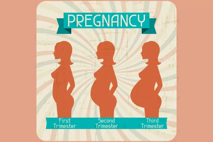 Three trimesters of pregnancy