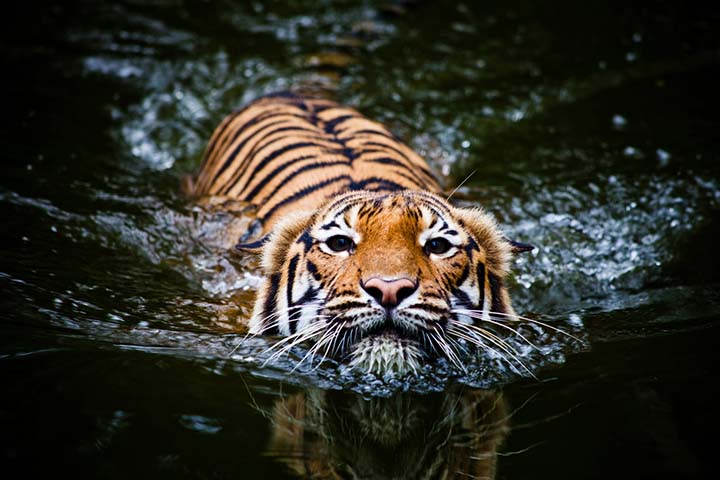 Tigers are good swimmers