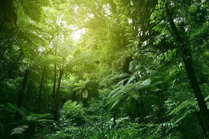 Tightly packed trees in the rainforest prevent rain from directly falling on the ground