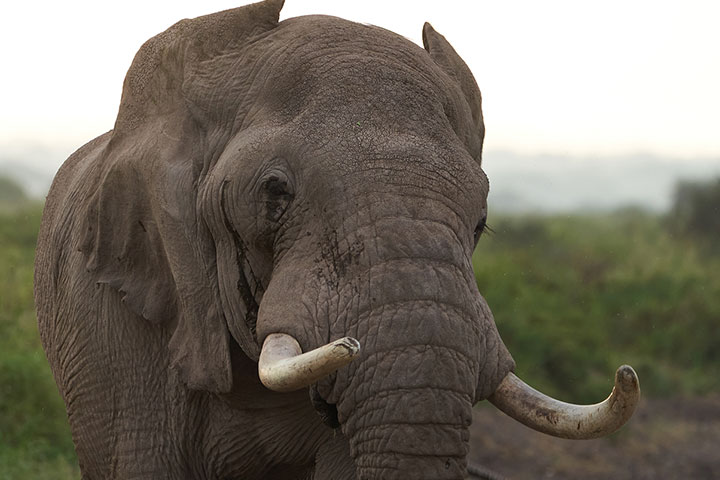 Tusks grow throughout the life of an elephant