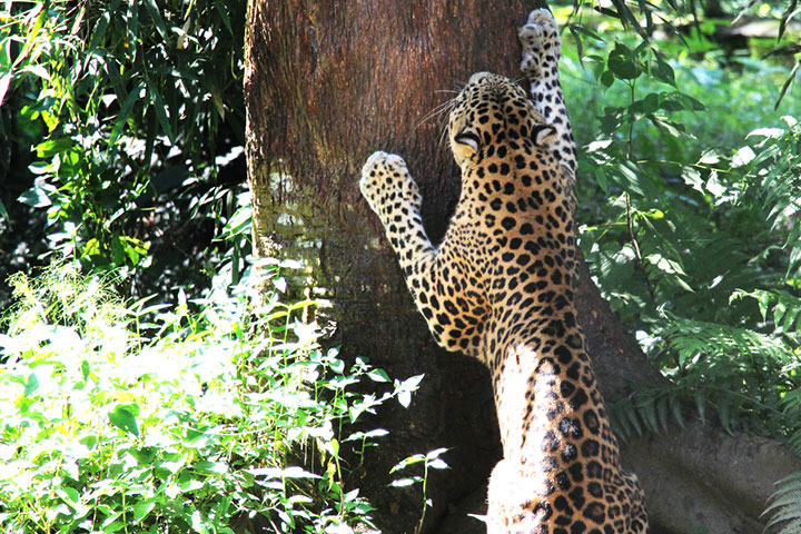 Unlike other cats, cheetahs can’t climb trees