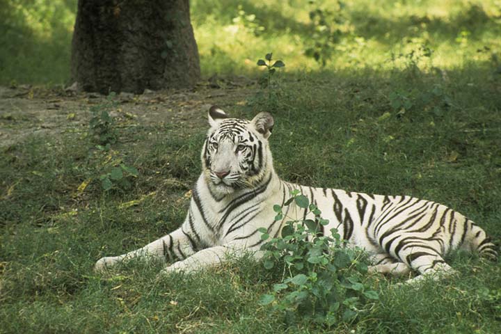 White or albino tiger