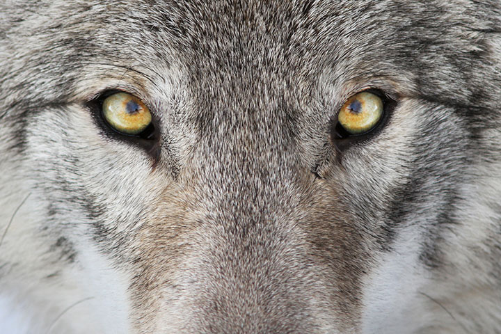 Wolves get their yellow eye color once they are 8 months old. 