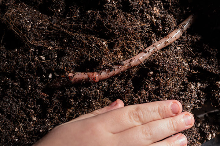 Worm composting for kids