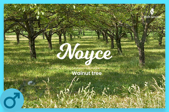 Noyce, Walnut tree.