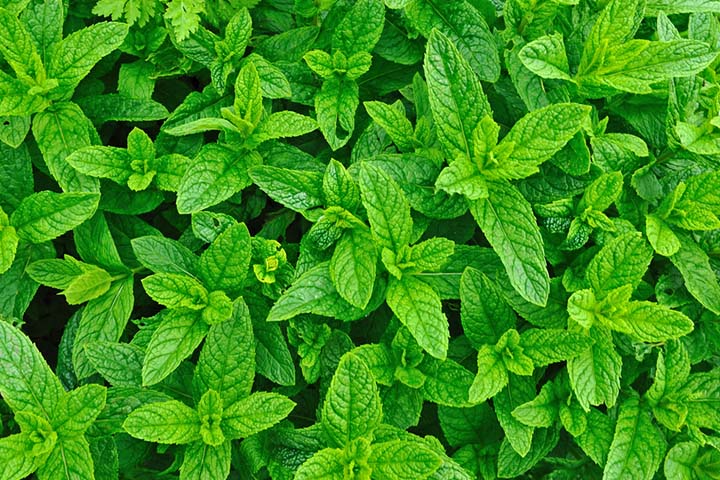 Peppermint leaves are safe at 19 weeks pregnant