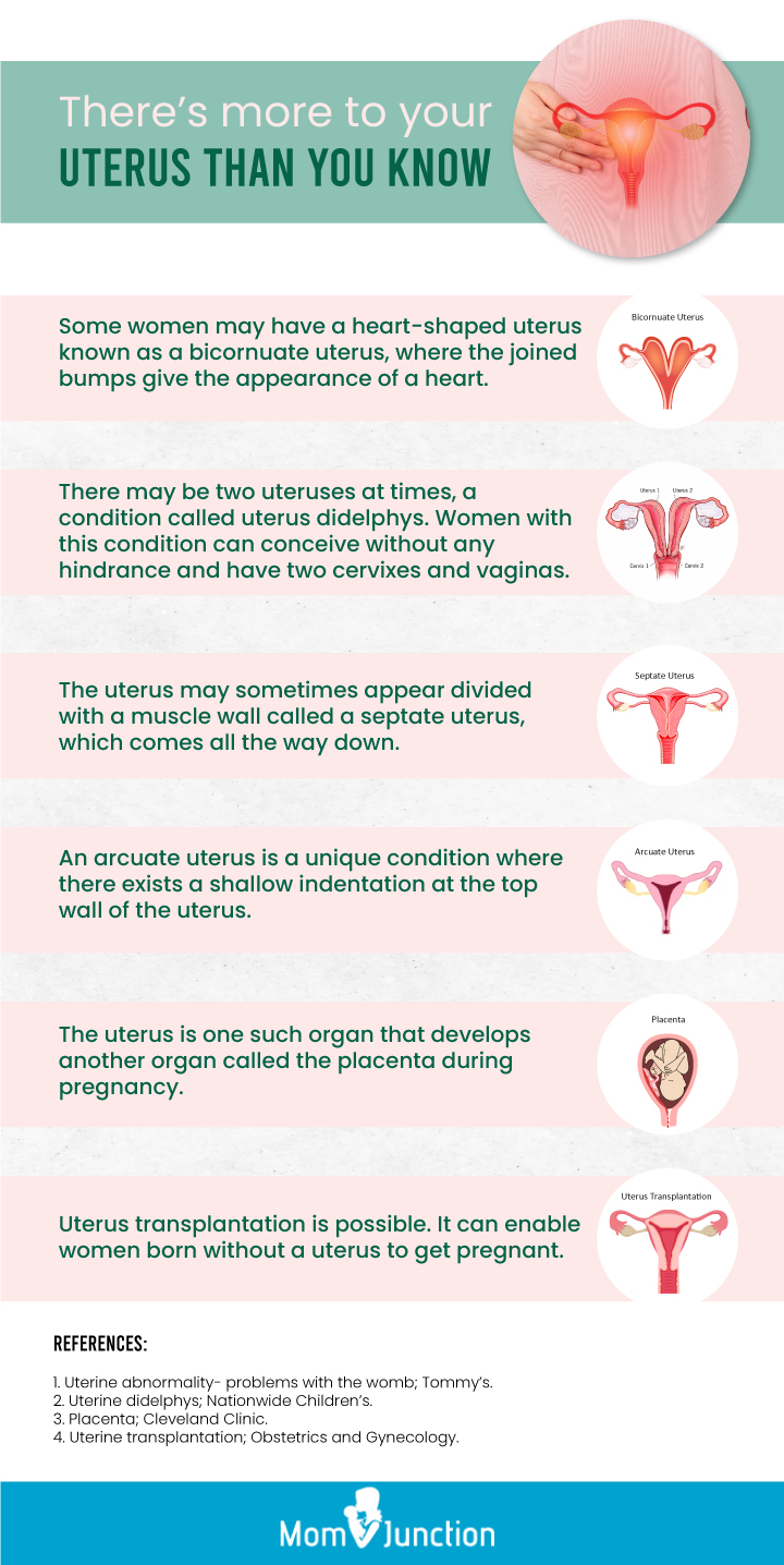 Uterus During Pregnancy Sizes And How It Works