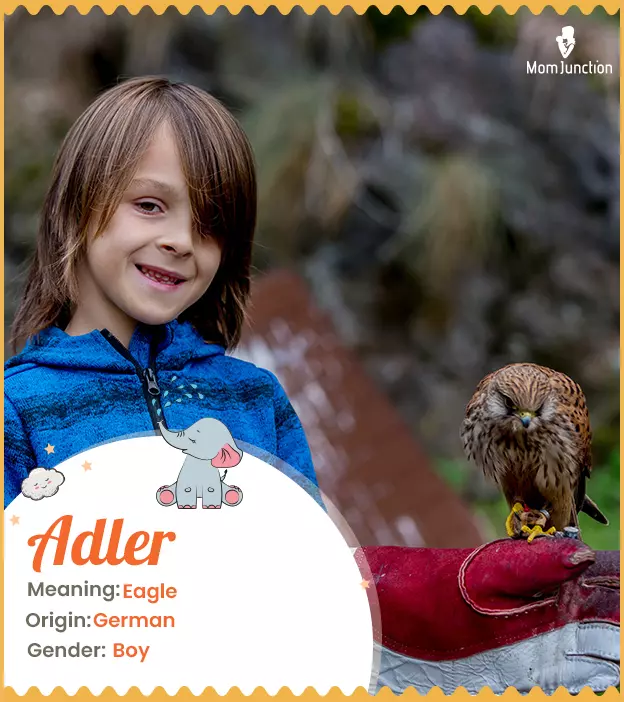 Adler Name Meaning, Origin, History, And Popularity | MomJunction