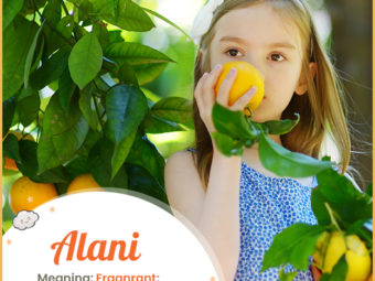 Alani, an orange tree or fragnant