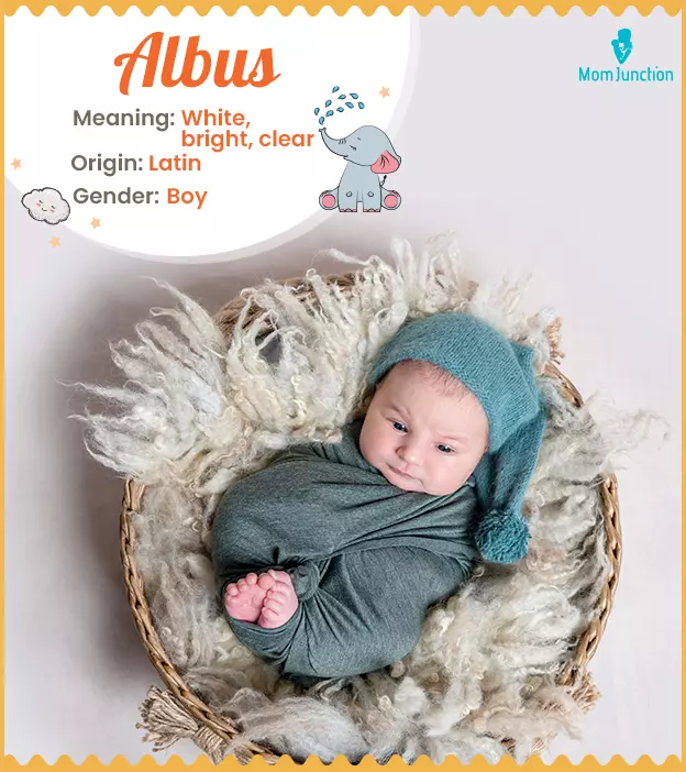 Albus Name, Meaning, Origin, History, And Popularity | MomJunction