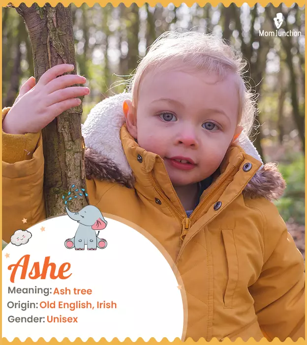 Ashe, meaning ash tr