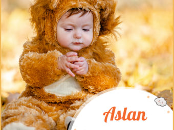 Aslan, a Turkish name meaning lion