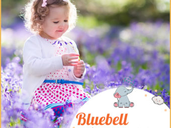 Bluebell is the name of a spring flower