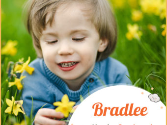 Bradlee means broad meadow
