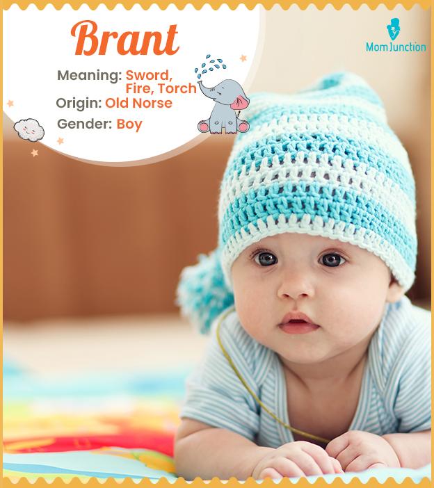 Brant Name Meaning Origin History And Popularity