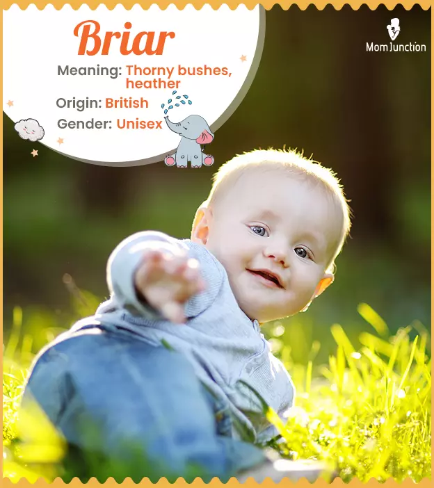 Briar Name, Origin, Meaning, And History | MomJunction