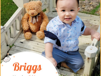 Briggs means bridge