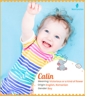 Calin, means victorious or a kind of flower.