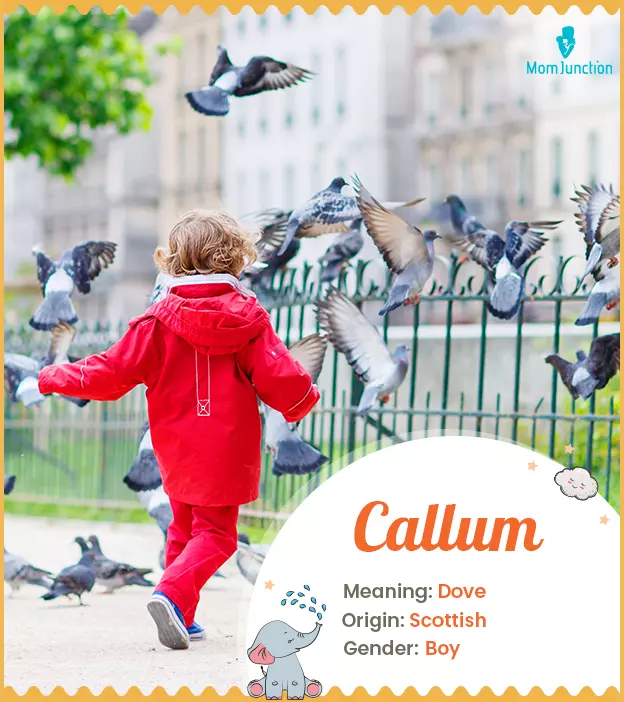 Callum: Name Meaning, Origin, History, And Popularity_image