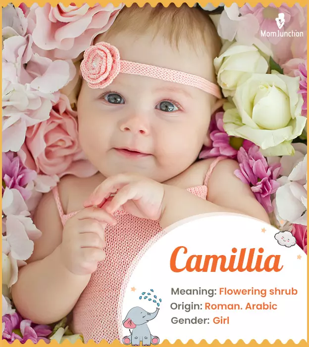 Camillia, flowering 