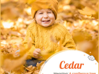 Cedar, means cedar tree.