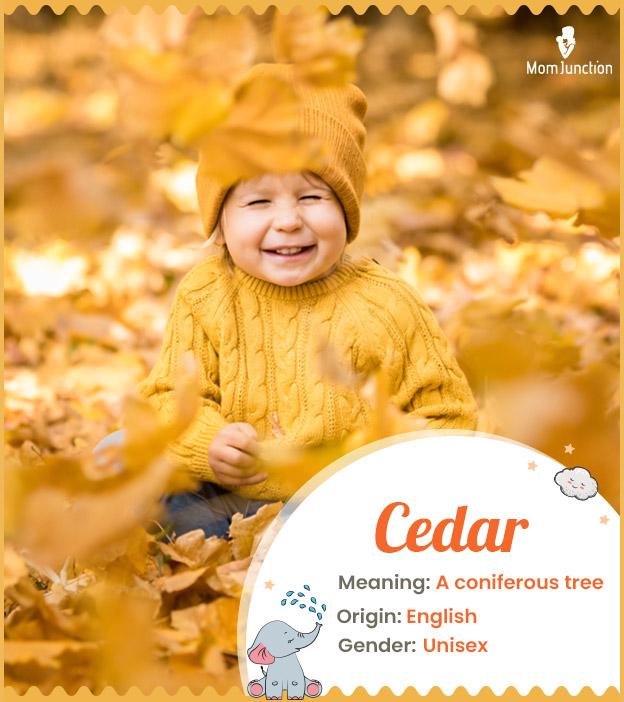 cedar: Name Meaning, Origin, History, And Popularity_image