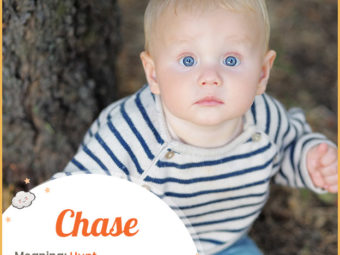 Chase, the little hunter