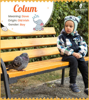 Colum, meaning dove
