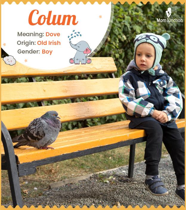 Colum Name Meaning, Origin, History, And Popularity_image