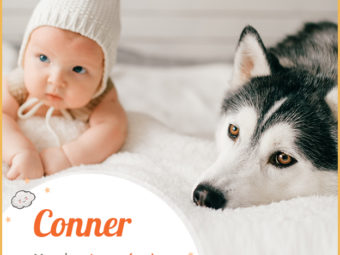 Conner means lover of wolves