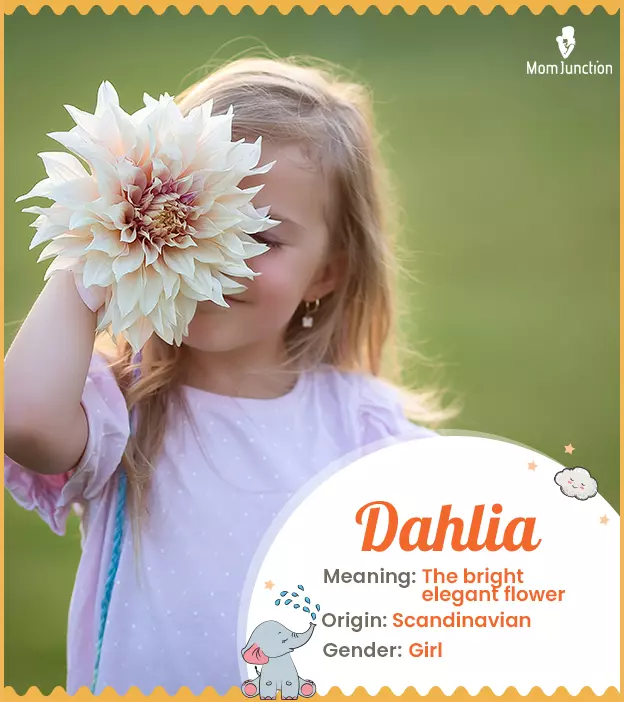 Dahlia Name Meaning, Origin, History, And Popularity_image