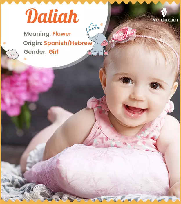 Daliah, flower