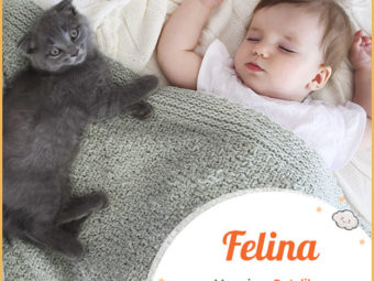 Felina, cat-like