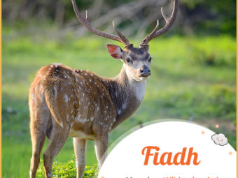 Fiadh, meaning a wild deer