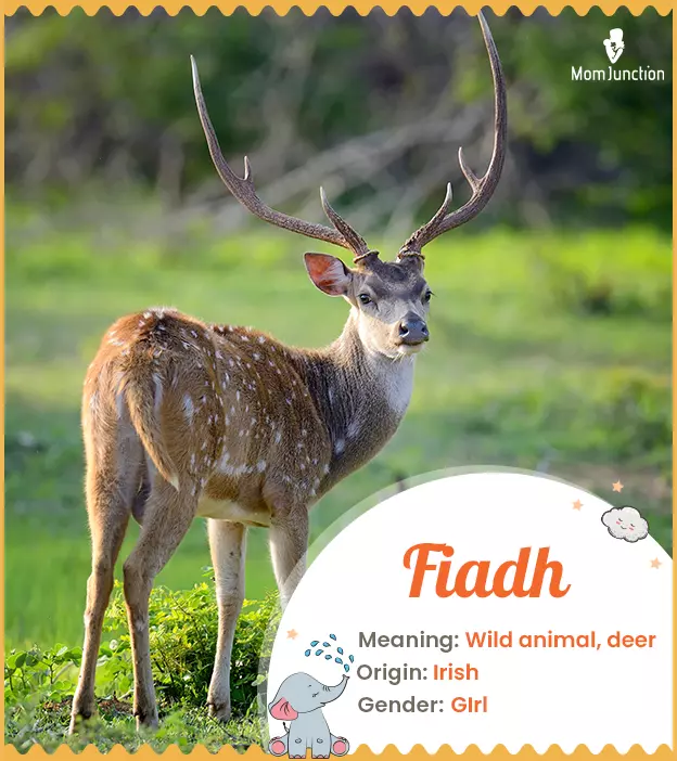 fiadh: Name Meaning, Origin, History, And Popularity | MomJunction