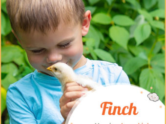 Finch, refers to a small, lively, and cheerful person.