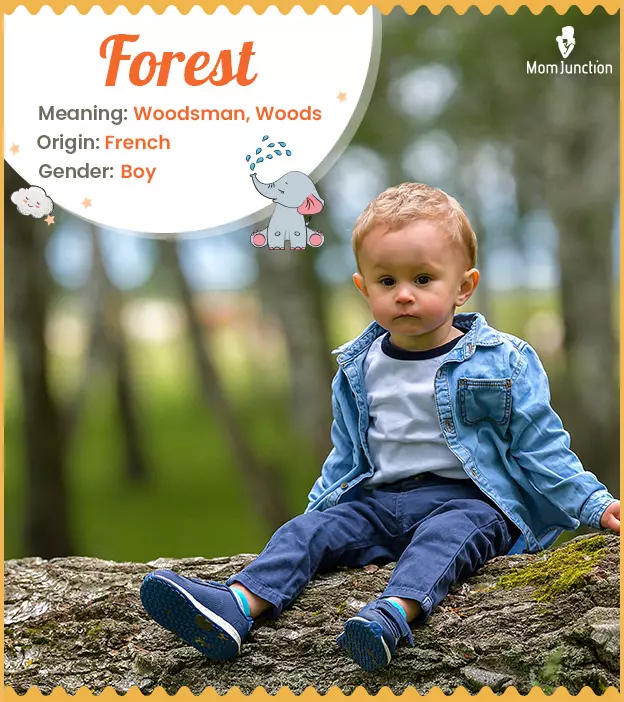 Forest Meaning, Origin, History, And Popularity | MomJunction