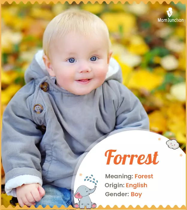 Explore Forrest: Meaning, Origin & Popularity | MomJunction