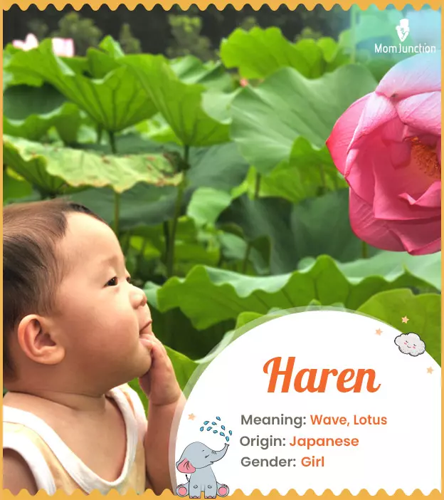 Haren, a feminine na