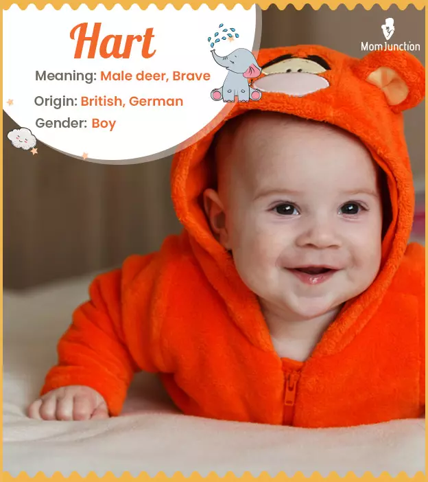 Hart Name Meaning, Origin, History, And Popularity_image