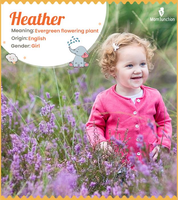 Heather Name, Meaning, Origin, History, And Popularity_image