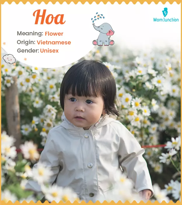 Hoa Name, Meaning, Origin, History, And Popularity | MomJunction