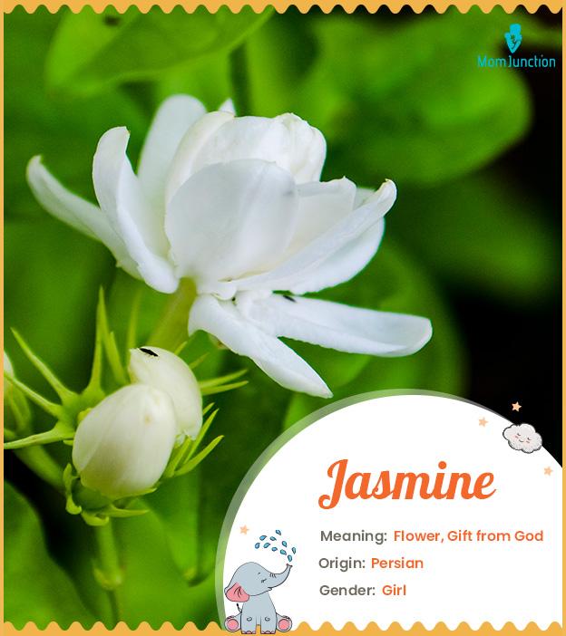 Jasmine Name Meaning, Origin, History, And Popularity_image