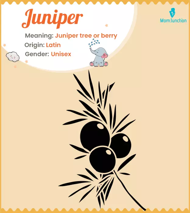 Juniper means Junipe