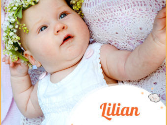 Lilian, the flower lily