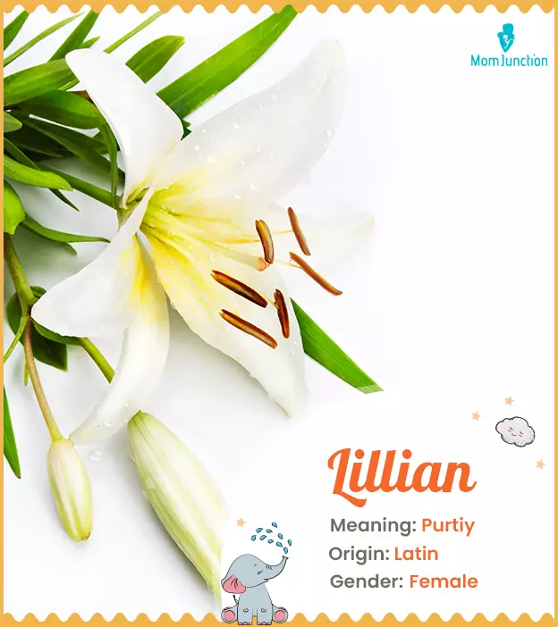 Lilian, the flower lily