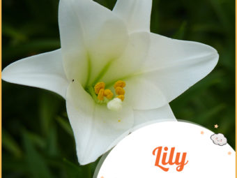 Lily, a popular girl name