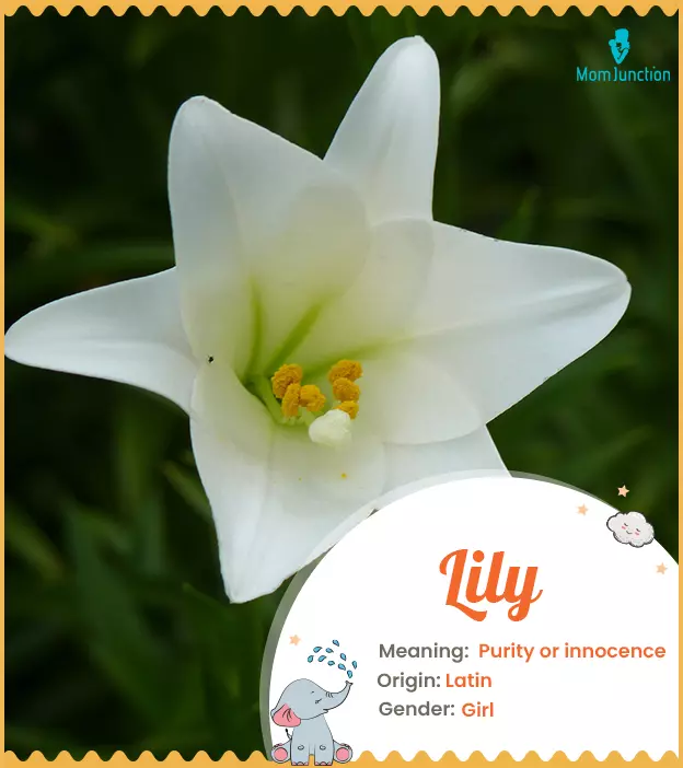 Lily Name, Meaning, Origin, History, And Popularity | MomJunction